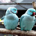 Blue Ringneck Parrot Price Recent Updates  (2022)