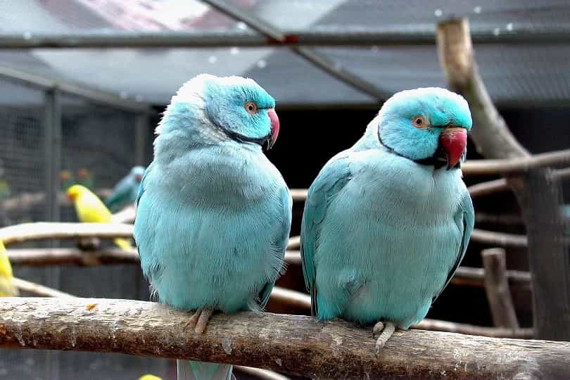blue ringneck parrot