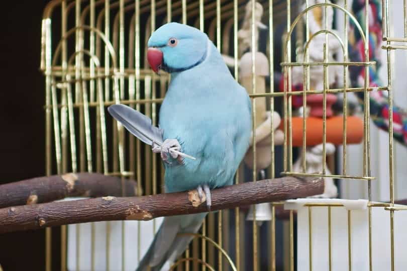 blue ringneck parrot price