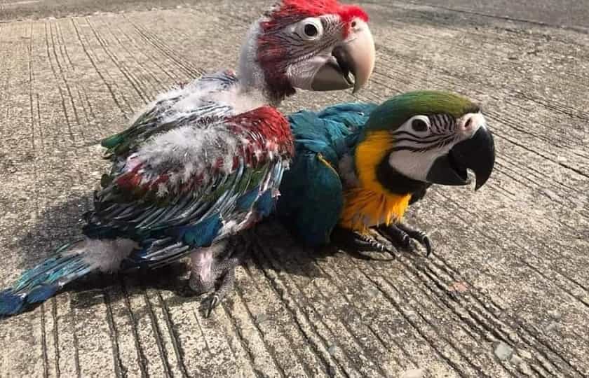 macaw baby parrot