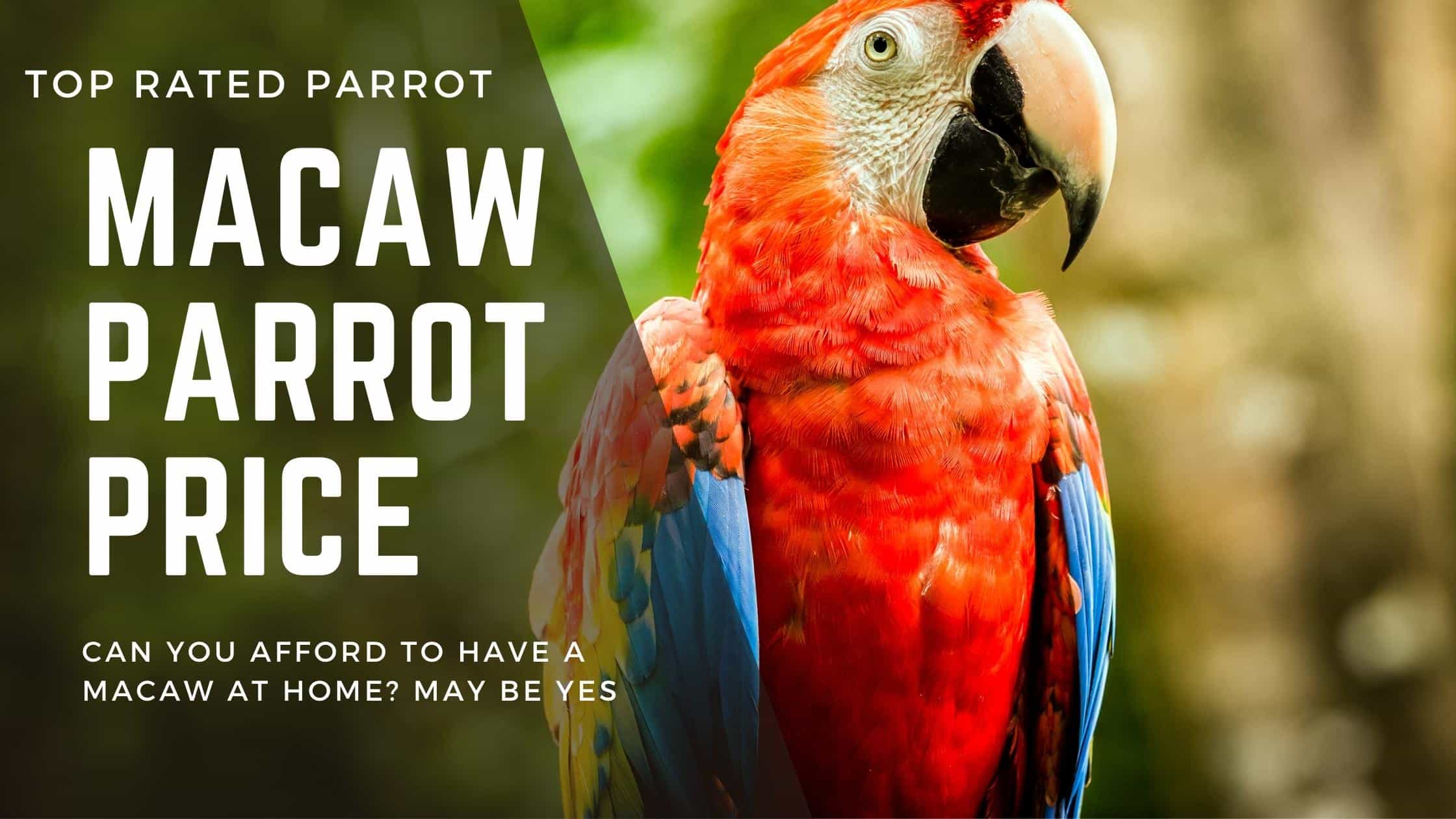 macaw parrot price banner