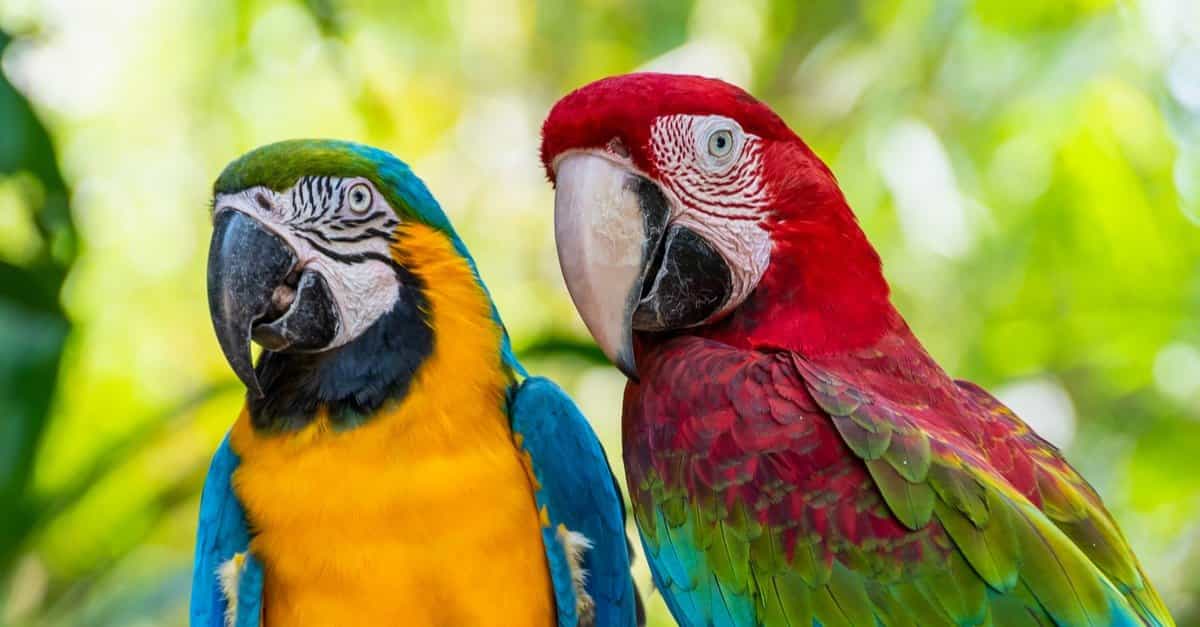 Macaw Parrots - Parrots for Sale