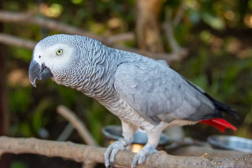 price of african Grey Parrot in Pakistan