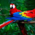 Talking Parrot Price Latest Guide (2022)