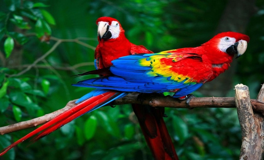 Talking Parrot Price Latest Guide (2022) - Parrots for Sale