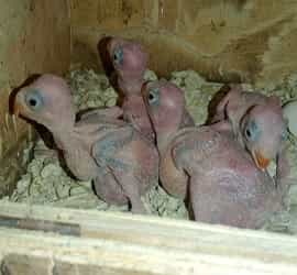 Green Ringneck Chicks For Sale In Lahore