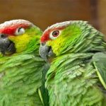 Amazon Parrots Traits that You Never Knew