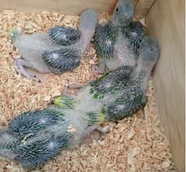 Raw Parrot Chicks For Sale In Lahore