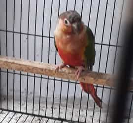 Sun Conure Red Factor Chicks For Sale Khanewal