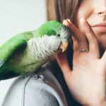Vet Visit Quaker Parrots