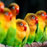 Fisher Parrot Price in Pakistan Guide (2022) Latest