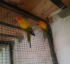 Sun Conure Breeder Pair With DNA Lahore