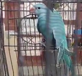 Blue Split Breeder Pair with Blue Ringneck Chick For Sale In Multan