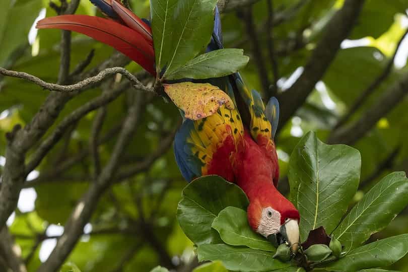 Blue and Gold Macaw Climbing Tree