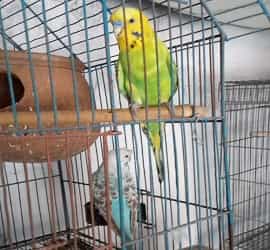 Budgies Pairs For Sale