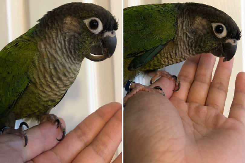 Parrot Beak Trimmed