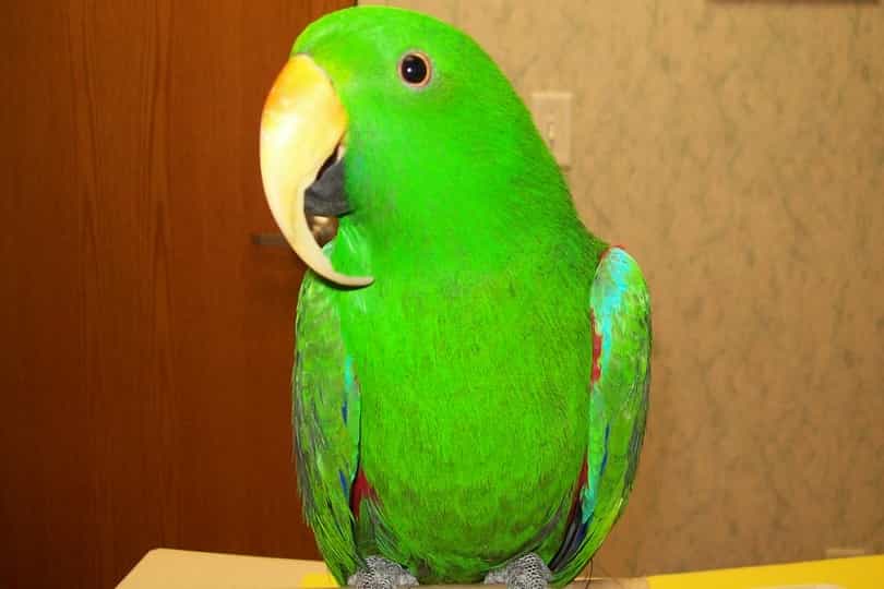 Parrot Beak Trimming