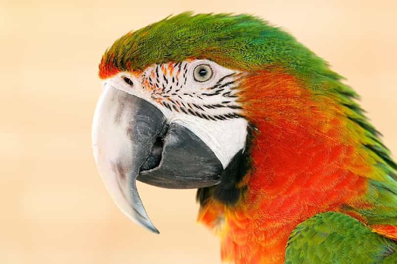 Parrot Beak