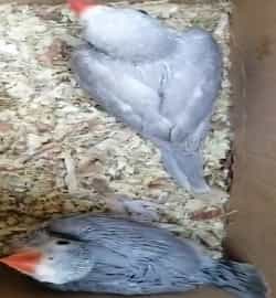 Silver Katha Chicks For Sale In Khanewal