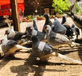 China Dove Breeder Pairs For Sale