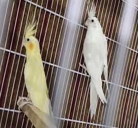 Cockatiel Breeder Pair for Sale in Multan