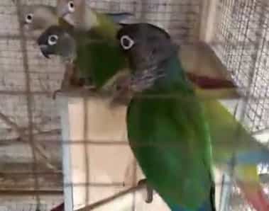 Sun Conure Adults for Sale in Lahore