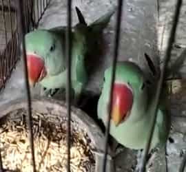 Kashmiri Raw Parrots For Sale