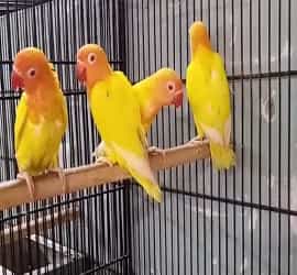 Lutino Red Eyes Parrots