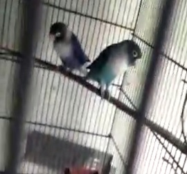 Blue Personata Parrots Setup For Sale