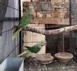 Raw Breeder Pair For Sale in Shujabad