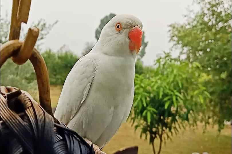 White Ringneck Parrot Health