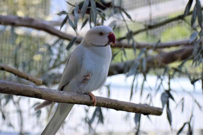 White Ringneck Parrot aviary setup