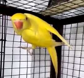Yellow Ringneck Female For Sale