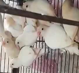 Albino Red Eyes Breeder Pairs For Sale In Faisalabad