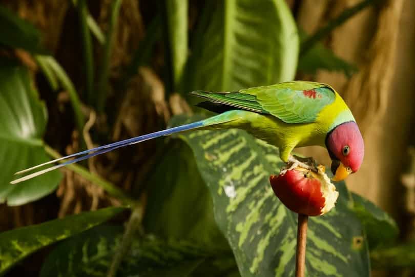 Expense For Owning Plum Headed Parrot