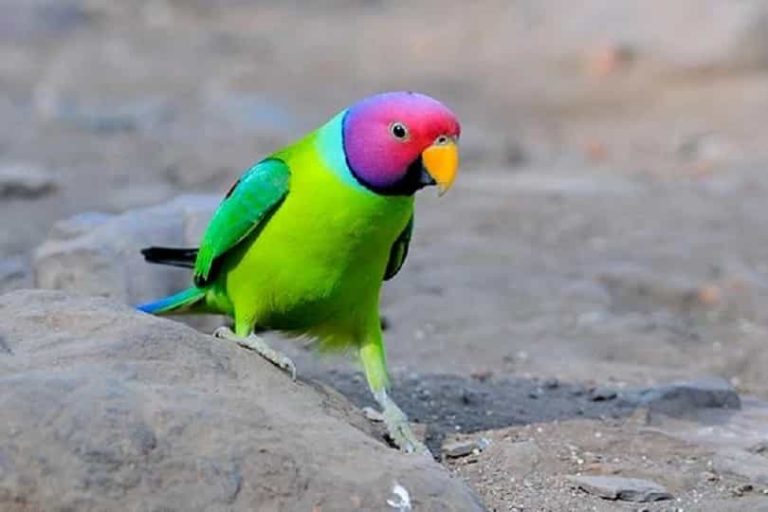 Plum Headed Parrot Price In Pakistan Parrots for Sale