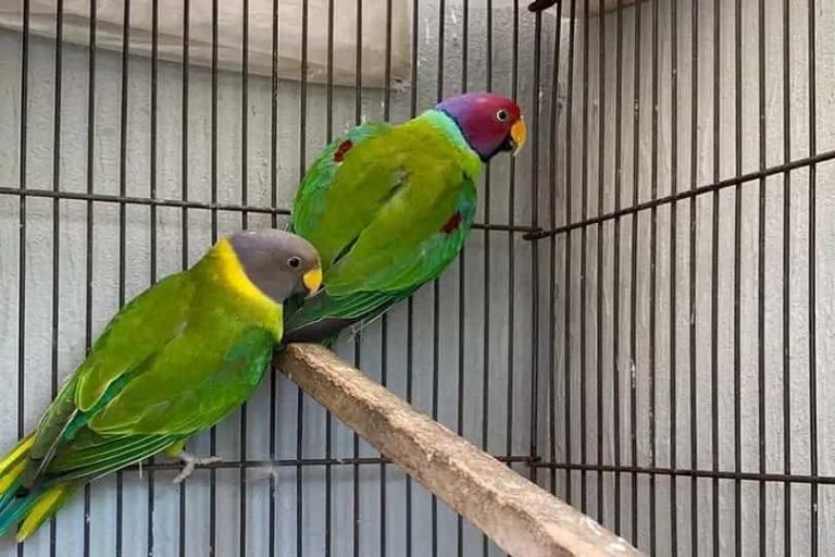Plum Headed Parrot Price In Pakistan Parrots for Sale