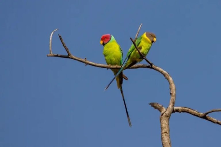 Plum Headed Parrot Price In Pakistan Parrots for Sale