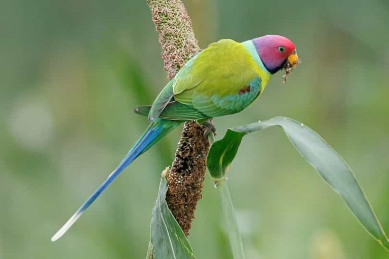 Plum Headed Parrot Price In Pakistan Parrots for Sale