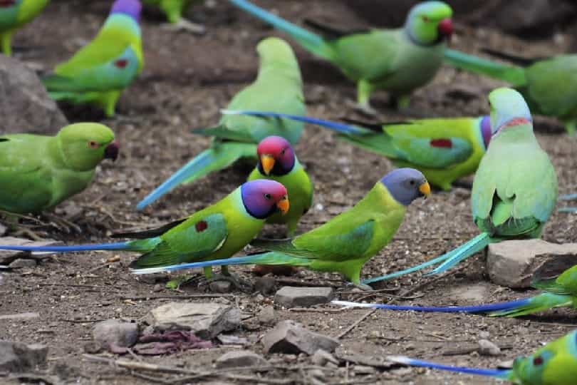 Plum Headed Parakeet In Pakistan