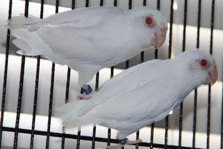 Albino Red Eye Parrot Price In Pakistan Parrots for Sale