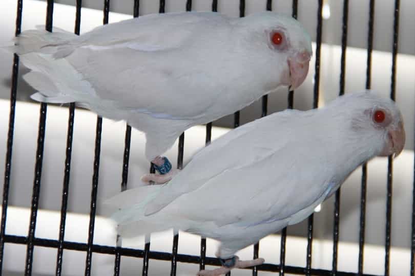 albino red eyes breeder pair