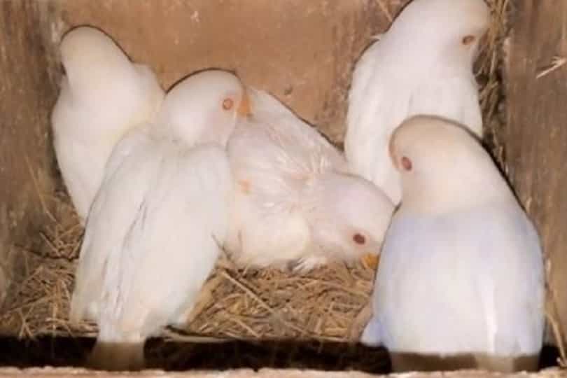 albino red eyes chicks