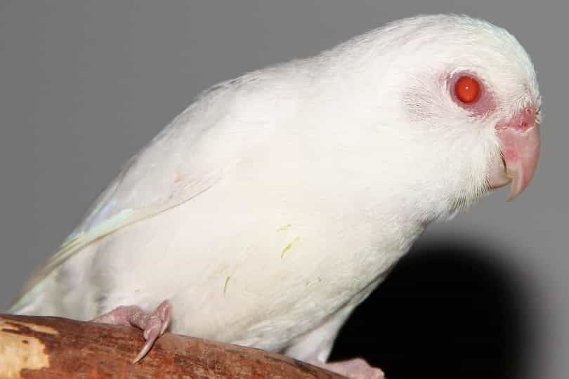 albino red eyes male