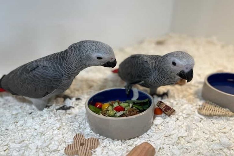 How Much Does A Parrot Cost Updated Guide Parrots for Sale