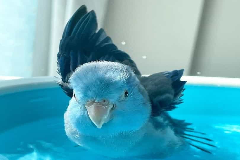 Bathing Parrots