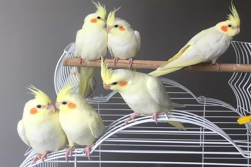 Cockatiel Parrots