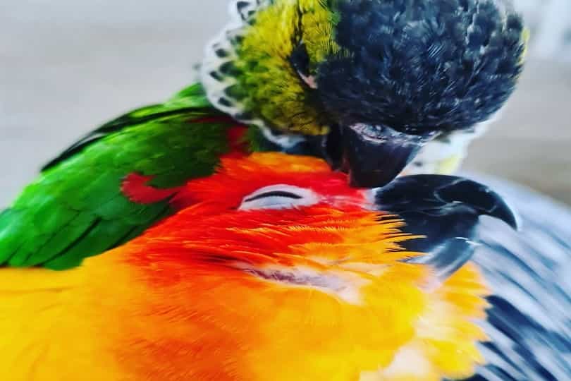 Conure Parrots