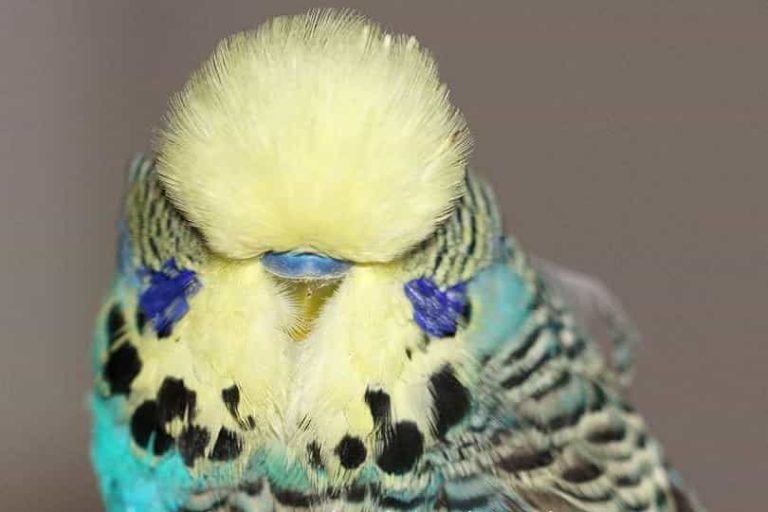 Exhibition Budgies Price in Pakistan Parrots for Sale
