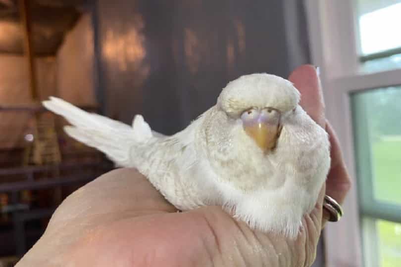 English budgie hand tamed